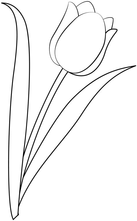 tulip outline|Tulips Outline Images